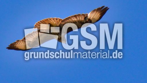 Mäusebussard (18).jpg